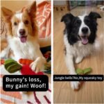 Dog Squeaky Chew Toys for Aggressive Chewers, Rubber Carrot Dog Toys for Training and Cleaning, Durable Interactive Tough Dog Toy for Puppy Medium Dogs - Image 2