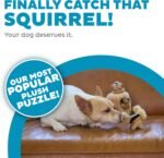 Hide-A-Squirrel Dog Toy – Interactive 2‑in‑1 Plush Puzzle with 3 Squeaky Removable Squirrels, Small - Image 2